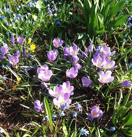 Gartenhaus Steffie Semesterbostad